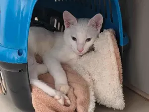 Gato raça SRD-ViraLata idade 2 a 6 meses nome Snow