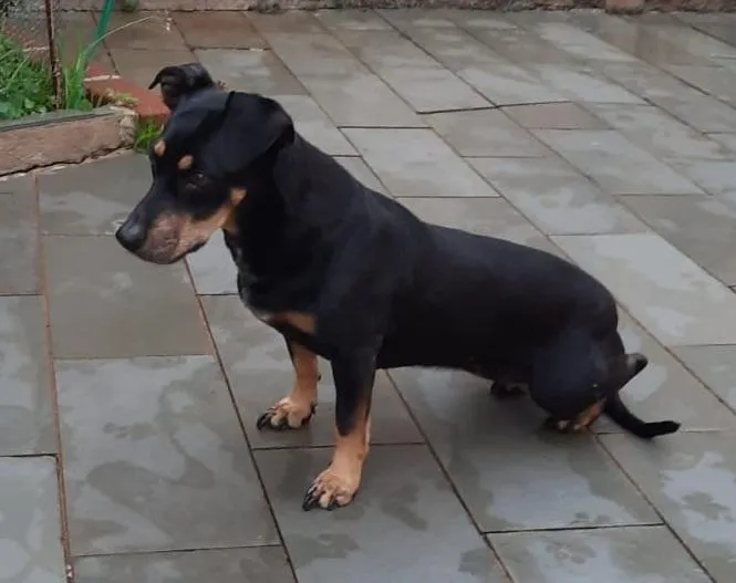 Cachorro raça SRD-ViraLata idade 6 ou mais anos nome JAQUINHA