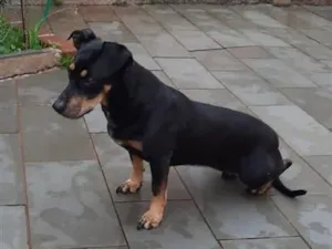Cachorro raça SRD-ViraLata idade 6 ou mais anos nome JAQUINHA