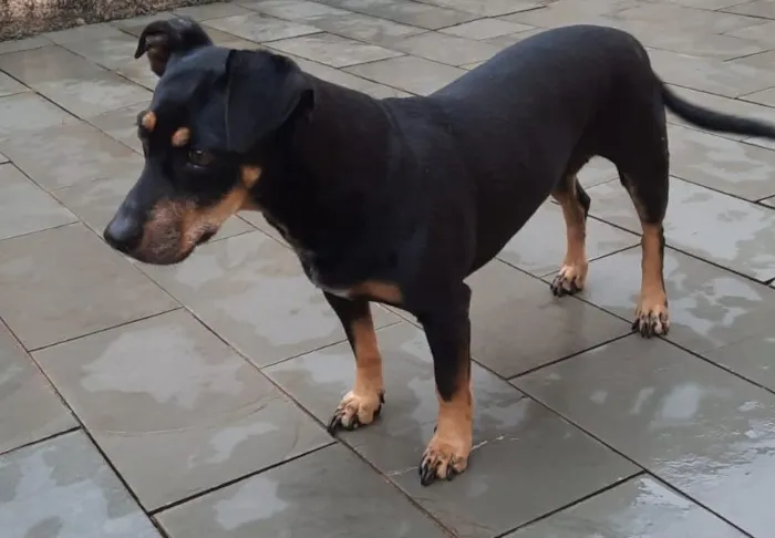 Cachorro raça SRD-ViraLata idade 6 ou mais anos nome JAQUINHA