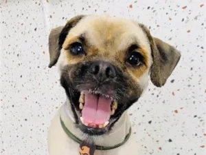 Cachorro raça SRD-ViraLata idade 4 anos nome Tommy