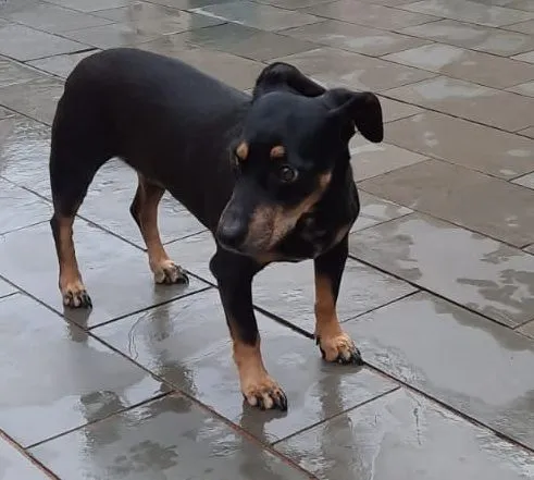 Cachorro raça SRD-ViraLata idade 6 ou mais anos nome JAQUINHA