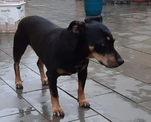 Cachorro raça SRD-ViraLata idade 6 ou mais anos nome JAQUINHA