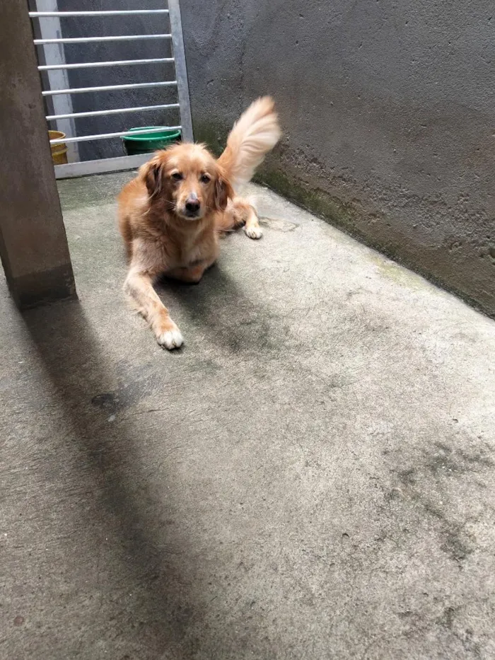 Cachorro raça SRD-ViraLata idade 5 anos nome Lindinha
