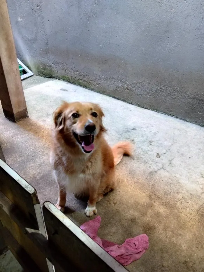 Cachorro raça SRD-ViraLata idade 5 anos nome Lindinha