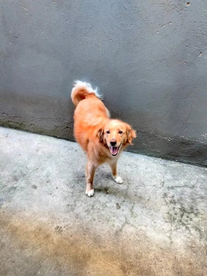Cachorro raça SRD-ViraLata idade 5 anos nome Lindinha