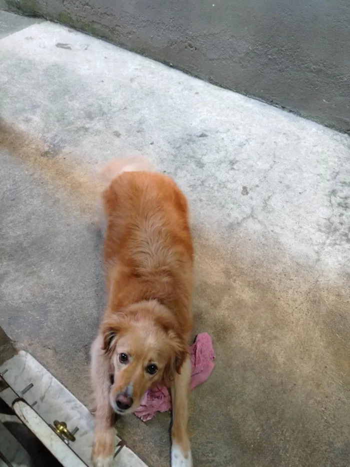 Cachorro raça SRD-ViraLata idade 5 anos nome Lindinha