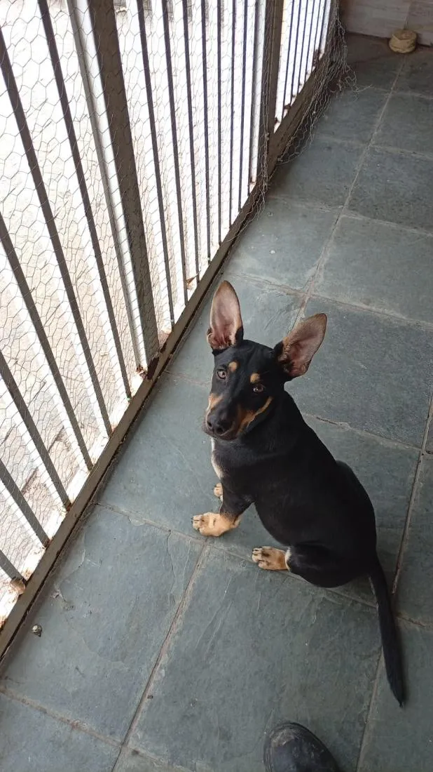 Cachorro raça SRD-ViraLata idade 2 a 6 meses nome Spike