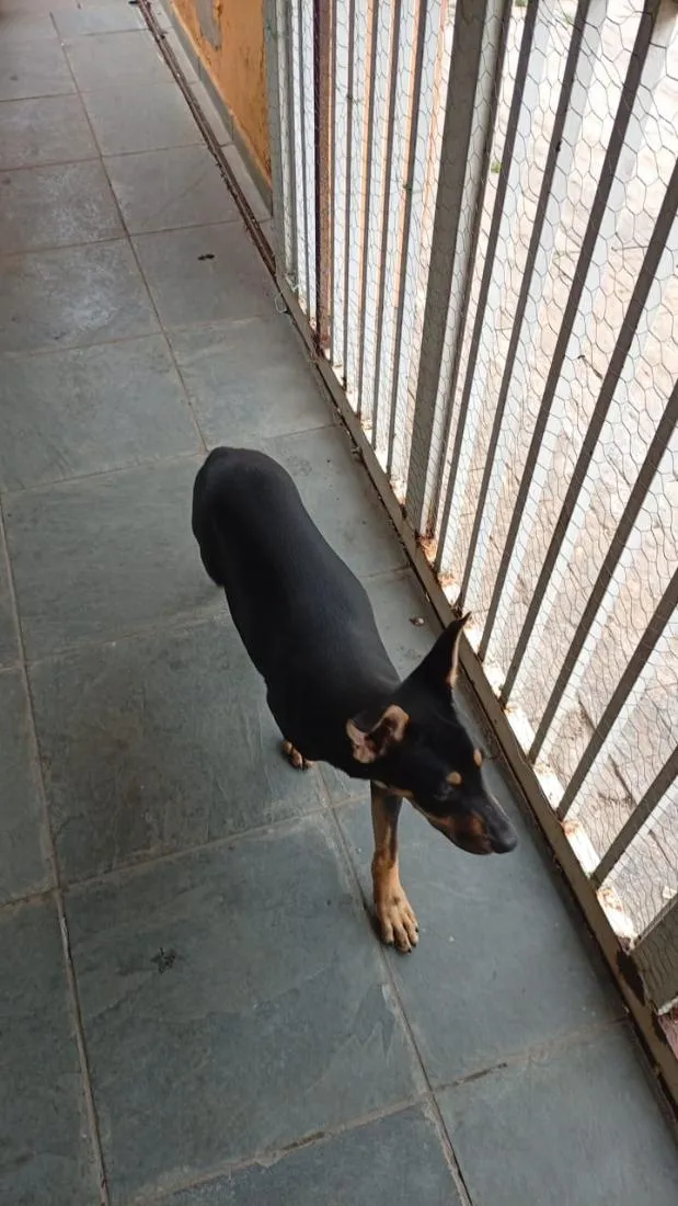 Cachorro raça SRD-ViraLata idade 2 a 6 meses nome Spike