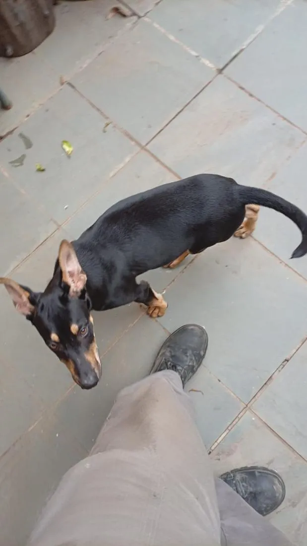 Cachorro raça SRD-ViraLata idade 2 a 6 meses nome Spike