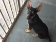Spike