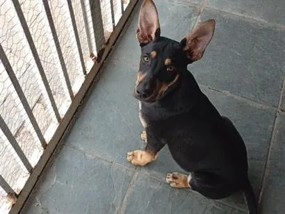 Cachorro raça SRD-ViraLata idade 2 a 6 meses nome Spike