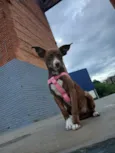 nala 