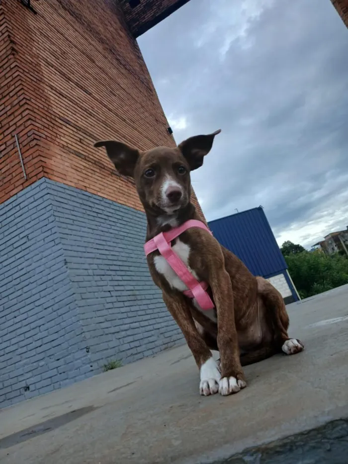 Cachorro raça SRD-ViraLata idade 1 ano nome nala 
