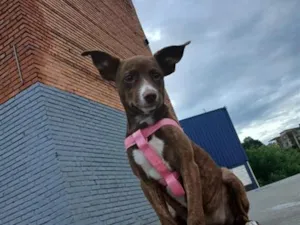 Cachorro raça SRD-ViraLata idade 1 ano nome nala 