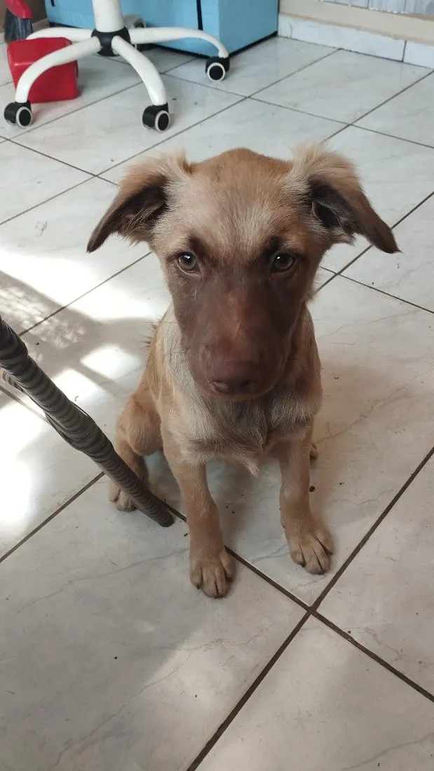 Cachorro raça SRD-ViraLata idade 7 a 11 meses nome Kira
