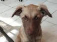 Kira