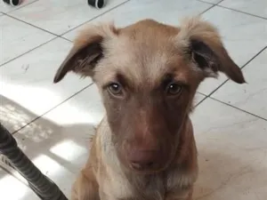 Cachorro raça SRD-ViraLata idade 7 a 11 meses nome Kira