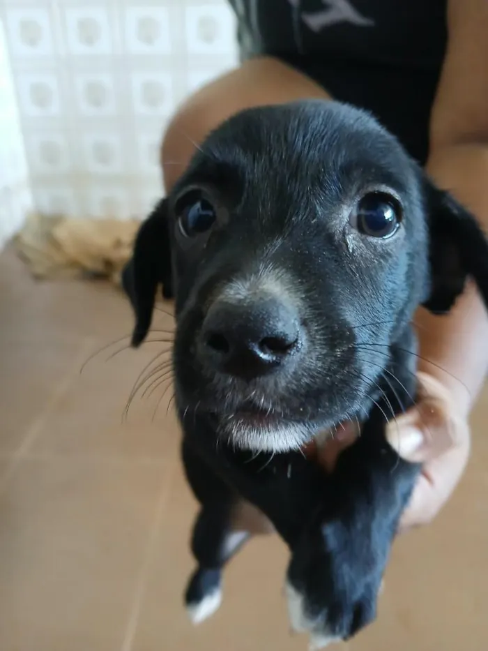 Cachorro raça SRD-ViraLata idade 2 a 6 meses nome Sem bome