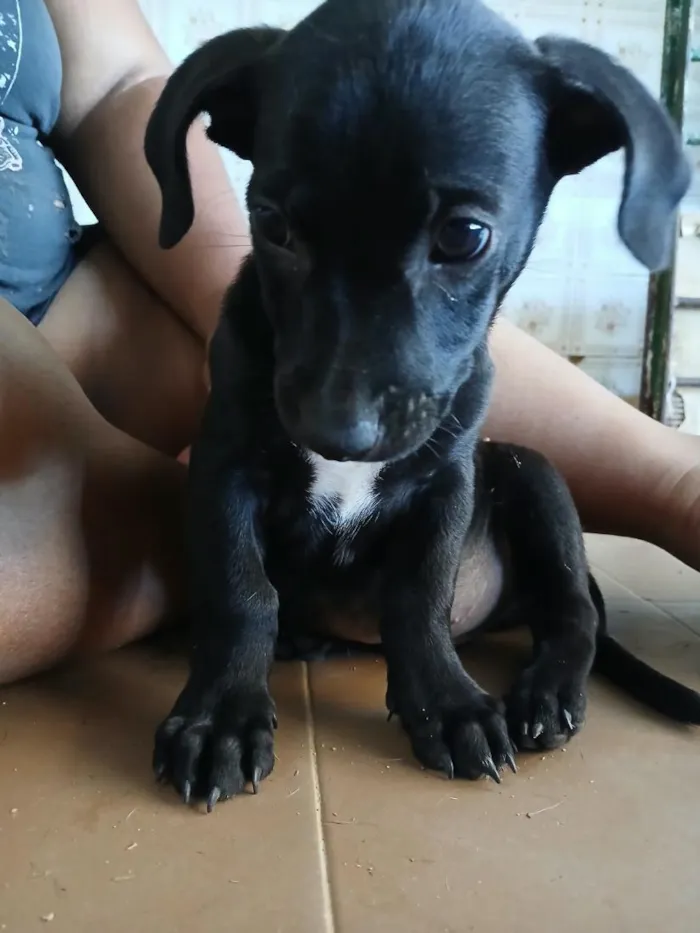 Cachorro raça SRD-ViraLata idade 2 a 6 meses nome Sem bome
