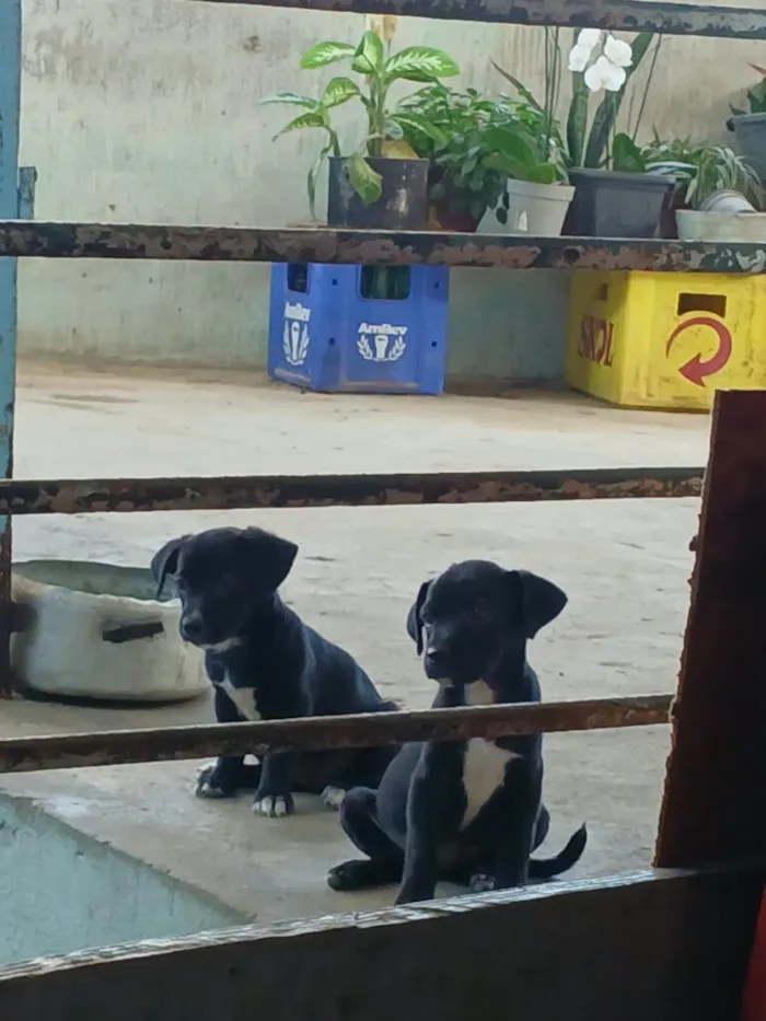 Cachorro raça SRD-ViraLata idade 2 a 6 meses nome Sem bome
