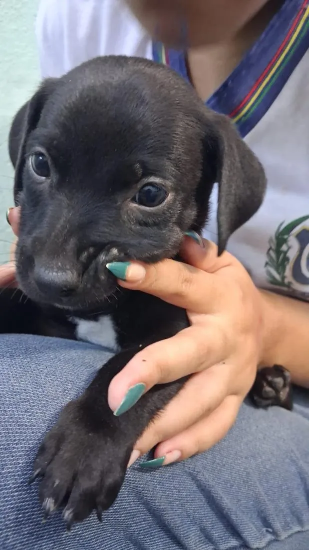 Cachorro raça SRD-ViraLata idade 2 a 6 meses nome Sem bome