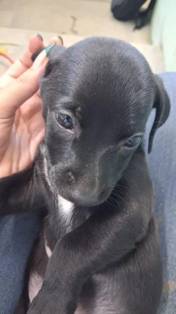 Cachorro raça SRD-ViraLata idade 2 a 6 meses nome Sem bome