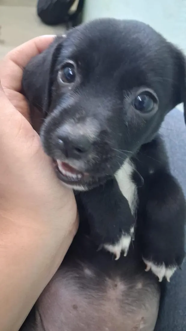 Cachorro raça SRD-ViraLata idade 2 a 6 meses nome Sem bome