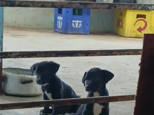 Cachorro raça SRD-ViraLata idade 2 a 6 meses nome Sem bome
