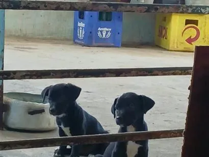 Cachorro raça SRD-ViraLata idade 2 a 6 meses nome Sem Nome