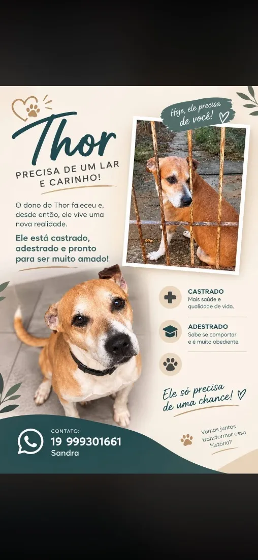 Cachorro raça SRD-ViraLata idade 6 ou mais anos nome Thor