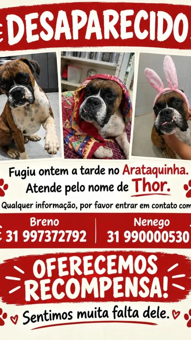 Cachorro raça Boxer idade 5 anos nome Thor