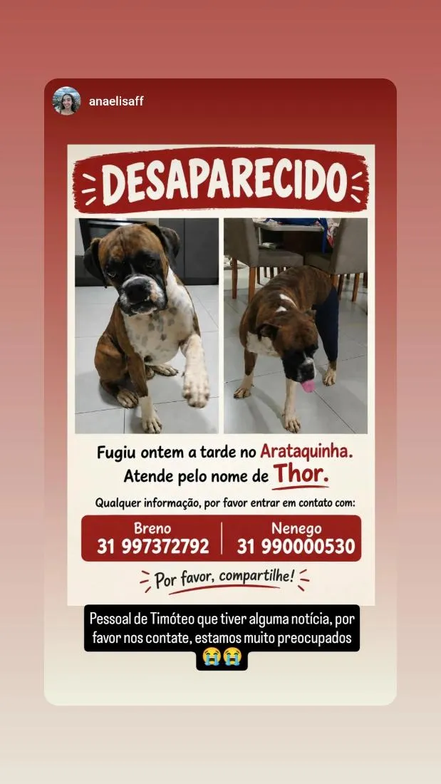 Cachorro raça Boxer idade 5 anos nome Thor