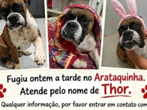 Cachorro raça Boxer idade 5 anos nome Thor