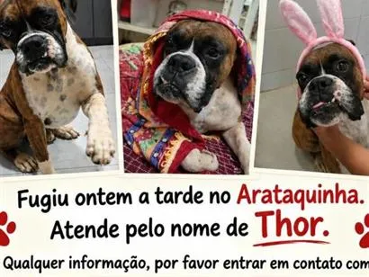 Cachorro raça Boxer idade 5 anos nome Thor