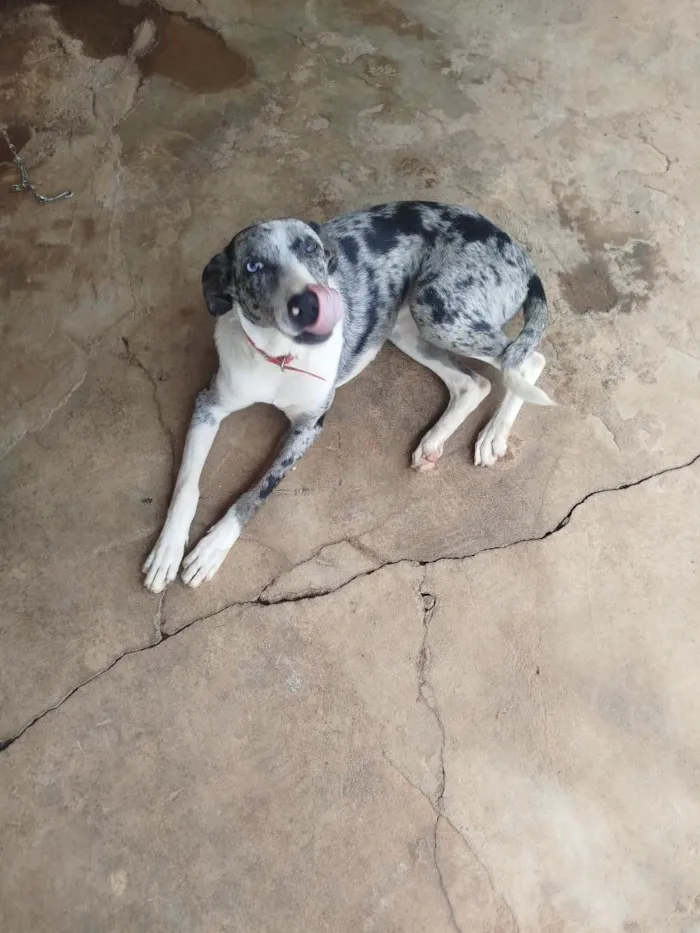 Cachorro raça SRD-ViraLata idade 7 a 11 meses nome LUA