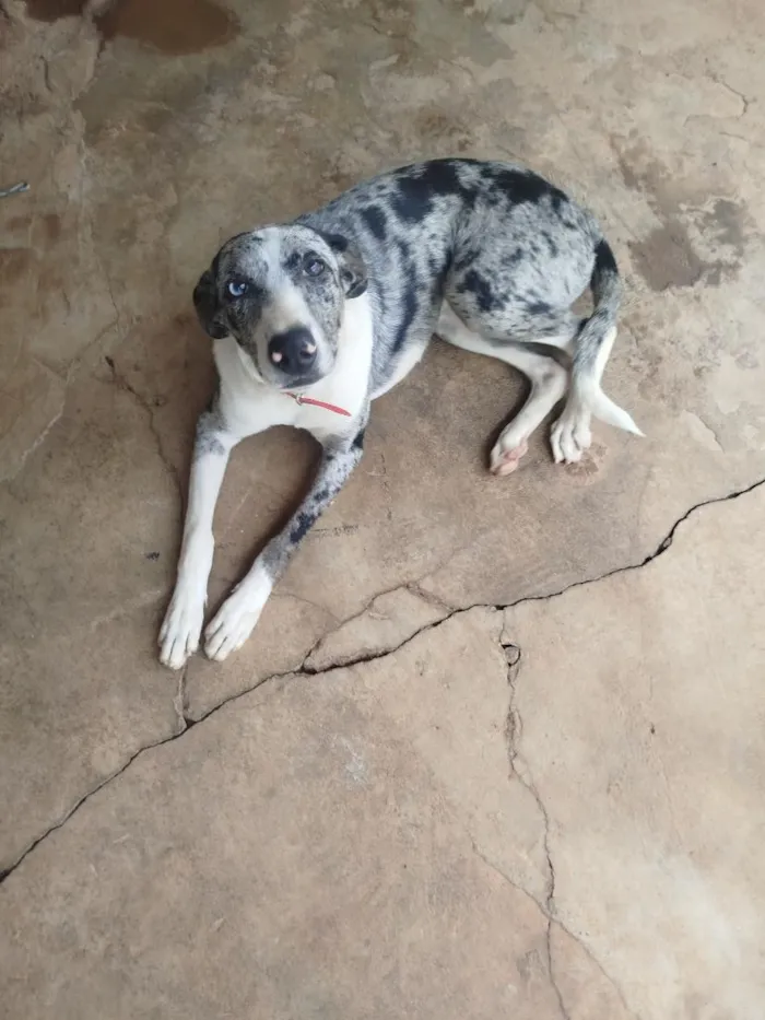 Cachorro raça SRD-ViraLata idade 7 a 11 meses nome LUA