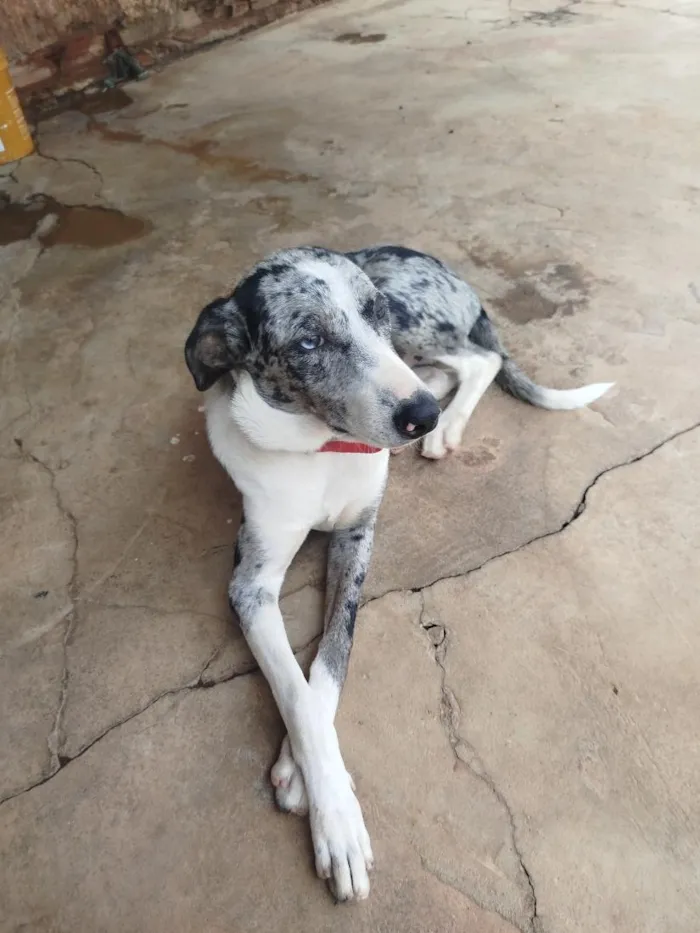 Cachorro raça SRD-ViraLata idade 7 a 11 meses nome LUA