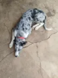 LUA
