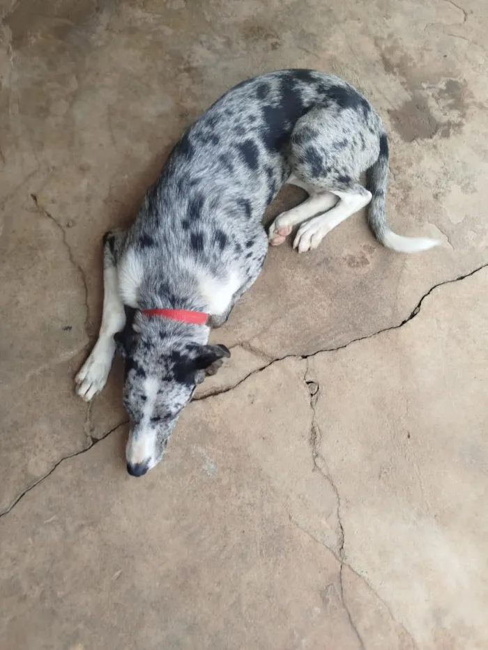 Cachorro raça SRD-ViraLata idade 7 a 11 meses nome LUA