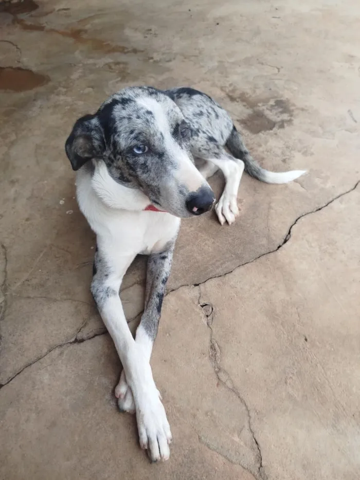 Cachorro raça SRD-ViraLata idade 7 a 11 meses nome LUA