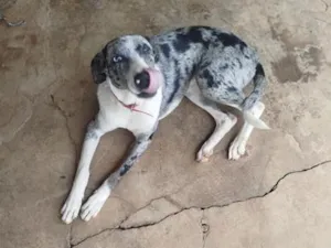 Cachorro raça SRD-ViraLata idade 7 a 11 meses nome LUA
