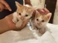 gatinho e gatão