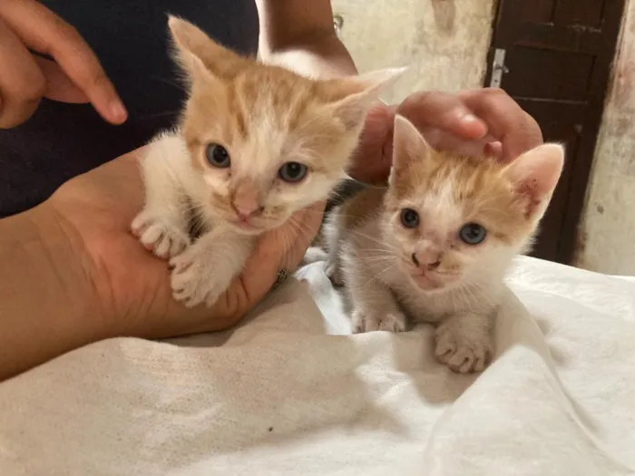 Gato raça SRD-ViraLata idade 2 a 6 meses nome gatinho e gatão