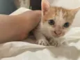 gatinho e gatão