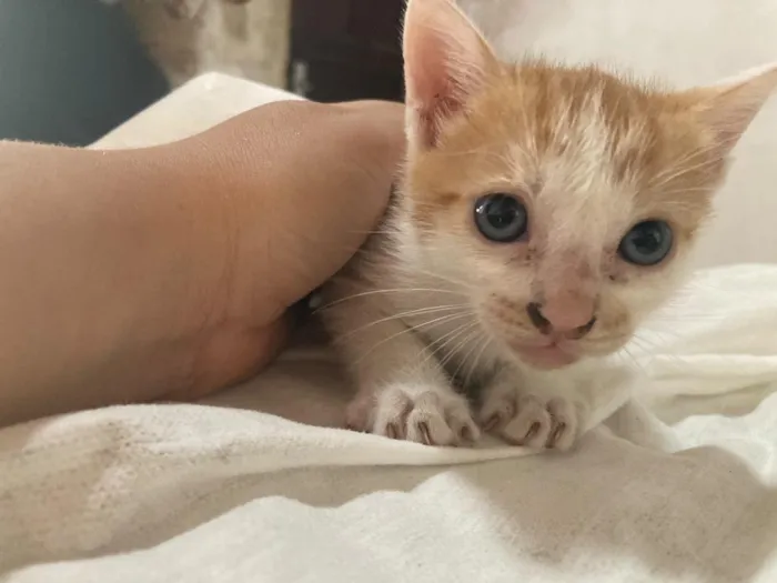 Gato raça SRD-ViraLata idade 2 a 6 meses nome gatinho e gatão