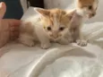 gatinho e gatão