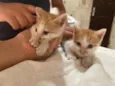 gatinho e gatão