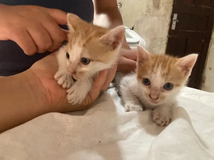 Gato raça SRD-ViraLata idade 2 a 6 meses nome gatinho e gatão