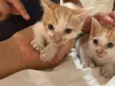 gatinho e gatão